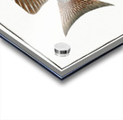 Chaetodon guttatus Acrylic print