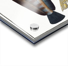 Wolf Fish Anarihchas Lupus Acrylic print