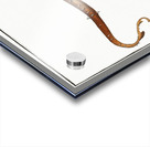 Thornback Raja clavata Acrylic print