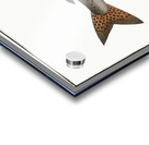 River-Salmon Salmo Hucho Acrylic print