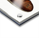 Pleuronectes bilineatus Acrylic print