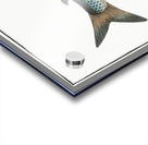 Gwiniad Salmo Lavaretus Impression Acrylique