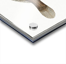 Pleuronectes limandoides Acrylic print