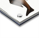 Centrina Squalus Centrina Acrylic print