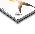 Red Mackrel Scomber ruber Acrylic print