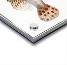 Scorpaena Porcus Acrylic print