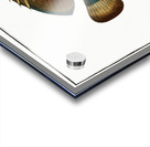 Chaetodon fasciatus Acrylic print