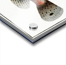 Poisonnet Grooper Scorpaena Scrofa Acrylic print