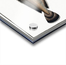 Ling Gadus Molva Acrylic print