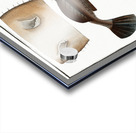 Sea Devil Lophius Piscatorius Acrylic print