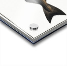 Coal Fish Gadus Carbonarius Acrylic print