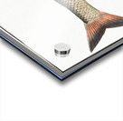 Barbel Cyprinus Barbus Acrylic print