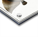 1. Chaetodon Teira 2. Chaetodon Vespertilio Acrylic print