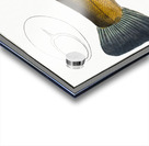 Tench Cypirnus Tinca Acrylic print