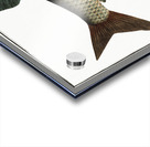 Bream Cyprinus Brama Acrylic print