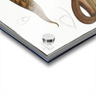 1. Gymnotus brachiurus 2. Gymnotus Carapo Impression Acrylique