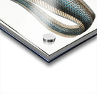 Macrourus rupestris Acrylic print