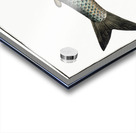 Great-Maræna Salmo Maræna Acrylic print