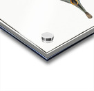 Eyespot puffer Tetrodon ocellatus Acrylic print