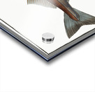 Hadock Gadus Aeglefinus Acrylic print