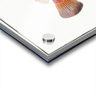 Red Parrot-fish Scarus croicensis Acrylic print