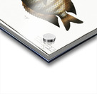 1. Chaetodon Mauritii 2. Chaetodon Bengalensis Acrylic print