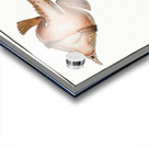 Sea Bat Lophius Vespertilio Acrylic print