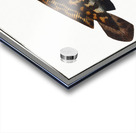 Burbot Gadus Lota Acrylic print