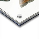 Crucian Cyprinus Carassius Acrylic print