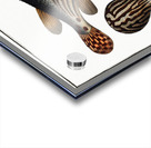 Striped Globe Tetrodon leneatus Impression Acrylique