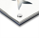 Stromateus Paru Acrylic print