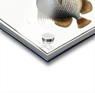 1. Chaetodon rostratus 2. Chaetodon Orbis Acrylic print