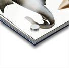 White Shark Squalus Carcharias Acrylic print