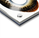 Lamprey Petromizon marinus Acrylic print