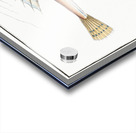 Gemmeous Dragonet Callionymus Lyra Acrylic print