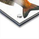 Carp Cyprinus Carpio Acrylic print