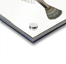 Cottus scaber Acrylic print