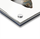 Buggenhagens-Carp Cyprinus Buggenhagii Acrylic print