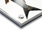 Knife-Carp Cyprinus Cultratus Acrylic print