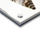 Pleuronectes Zebra Acrylic print