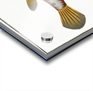 Triangular-fish Ostracion Tricornus Acrylic print