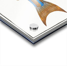 Blue-striped Gilt-head Sparus vittatus Acrylic print