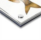 Yellow-fin Lutianus luteus Impression Acrylique