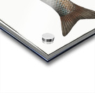 Idus-Carp Cyprinus Idus Acrylic print