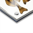 Singel Perca Zingel Acrylic print