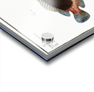 1. Goldsinny Lutjanus Rupestris 2. Saddle Lutjanus Ephippium Impression Acrylique