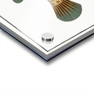 Square-Fish Ostracion cubicus Acrylic print