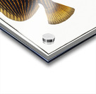 Chaetodon Imperator Acrylic print