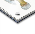 Little scaled Wrasse Labrus microlepidotus Acrylic print