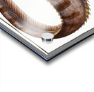 Notacanth Notacanthus Nasus Acrylic print